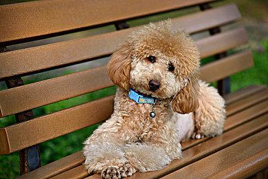 《药店模拟器》Steam页面上线 2024年第二季度发售